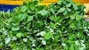 green methi leaves (2).jpg